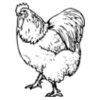 CHICK003