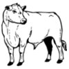 COW013