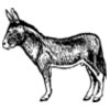 BURRO004