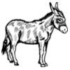 BURRO005