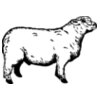 SHEEP011