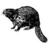 BEAVER02