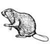 BEAVER03