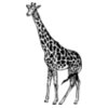 GIRAFF01