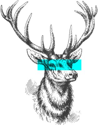 TH Deer